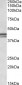APOL1 (aa297-309) Antibody (internal region)
